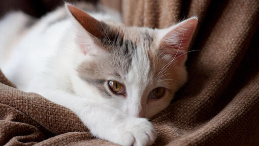 Colitis in cats treatment sale